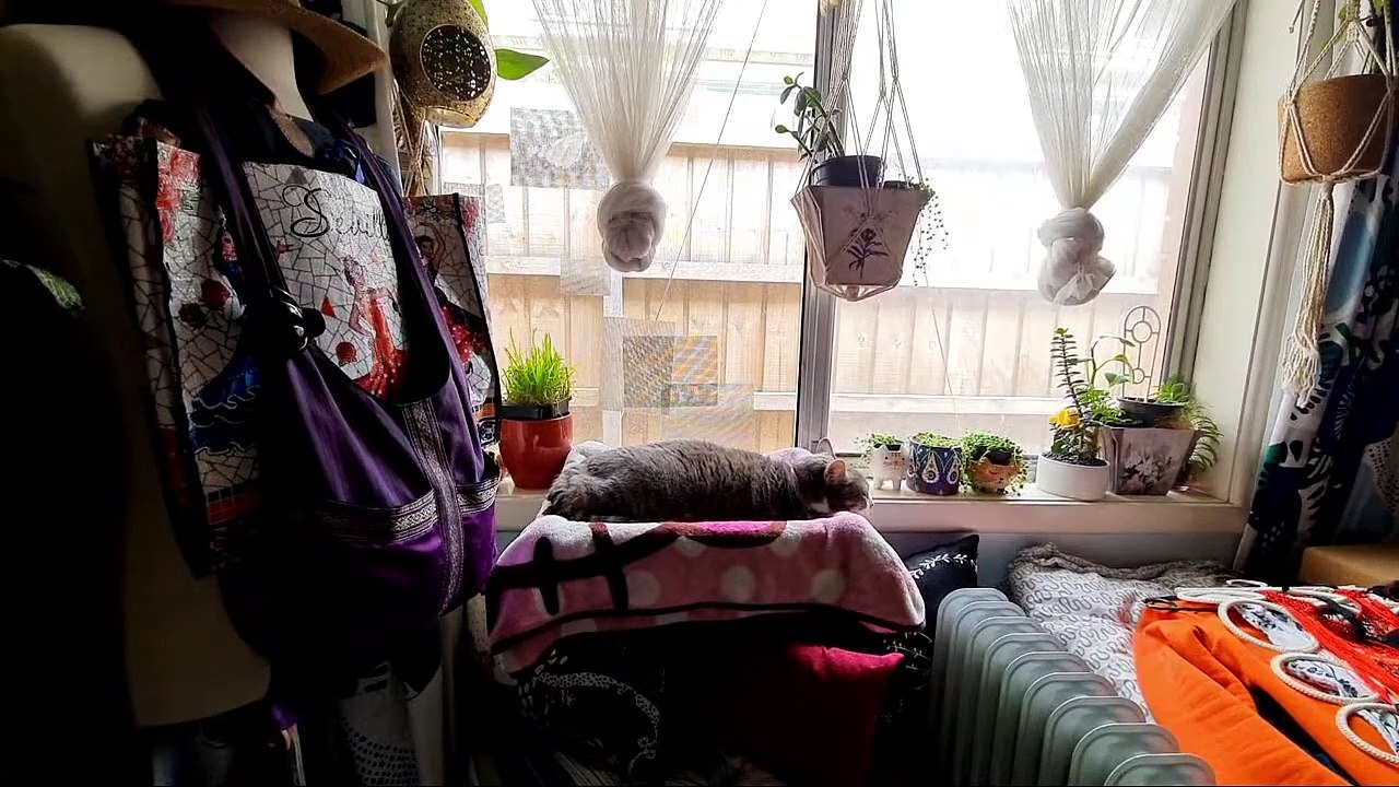 30 Minutes Cat Naps On Livestream No Music Natural Sound