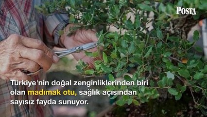 Türkiye'nin doğal zenginliklerinden biri olan madımak otunun faydaları nelerdir?