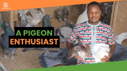 Burkina Faso: A pigeon enthusiast
