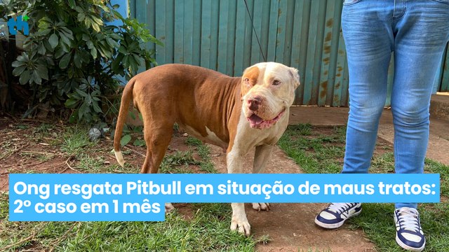 Ong resgata Pitbull em situação de maus tratos 2° caso em 1 mês