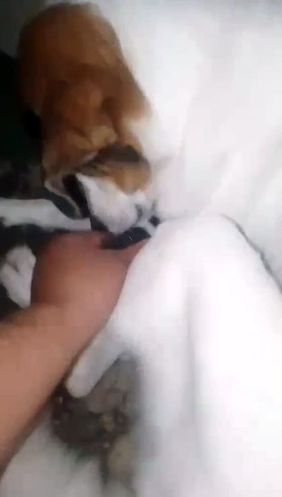 Nanganak Na Alangang Aso Ni Ate