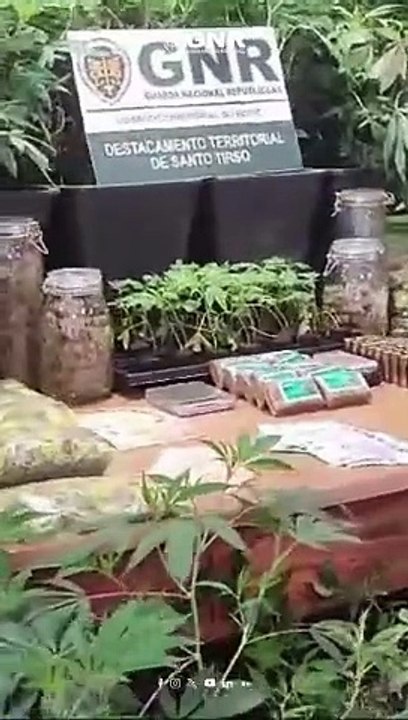 tráfico de droga