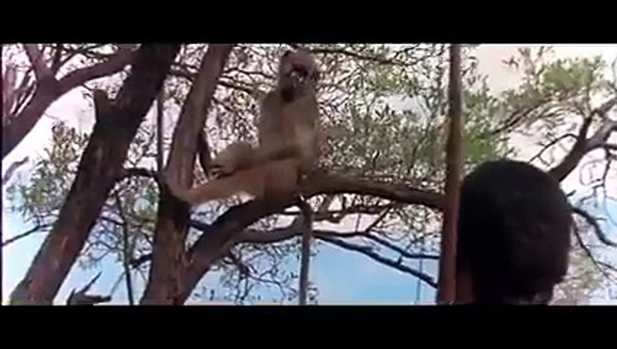 Los dioses deben estar locos - Película completa en español