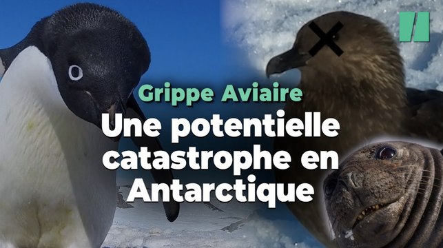 La grippe aviaire a atteint l’antarctique, une potentielle catastrophe pour les manchots
