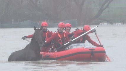 Los bomberos rescatan a un caballo atrapado por un desbordamiento por las intensas lluvias en Vitoria
