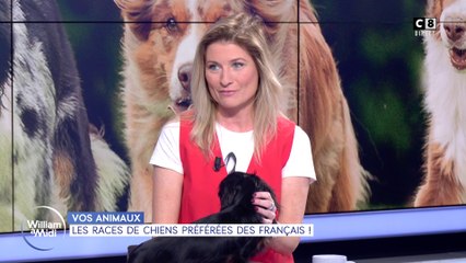 Vos animaux : les races de chiens préférées des Français !