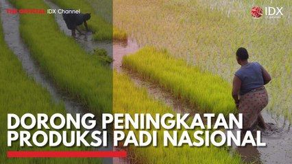 Dorong Peningkatan Produksi Padi Nasional