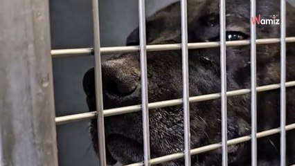 Après plus de 900 jours au refuge, ce chien a été abandonné par sa nouvelle famille en 24h
