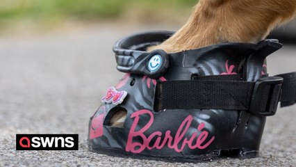 Shoe artist makes custom trainers and Crocs - for horses
