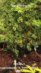 Operação da PCDF investiga grupo que plantava e traficava maconha