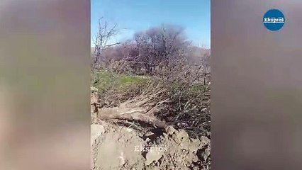 Diyarbakır’da yol için doğa katliamı yaptılar