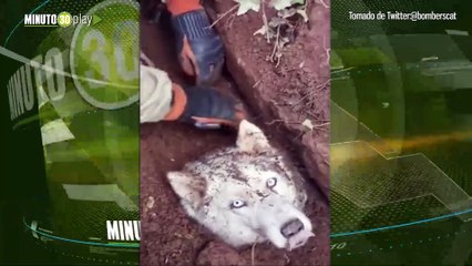 Que bonito perrito atrapado tras un derrumbe fue rescatado