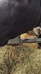 Une Bordelaise de Dordogne au Salon de l'Agriculture