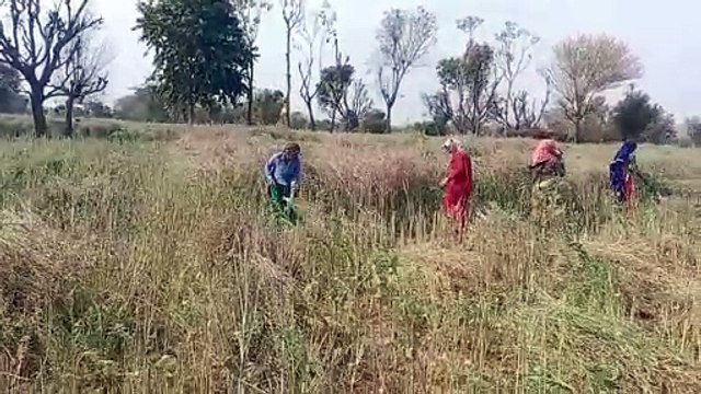 Women busy harvesting mustard...watch video