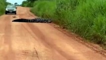Video: Caimán genera asombro por su enorme tamaño cuando cruza una carretera