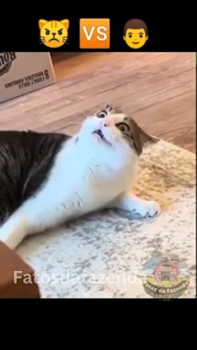 Cats vs Humans the final battle