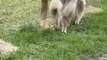 Alpaca With Funny Haircut Dashes Towards Owner
