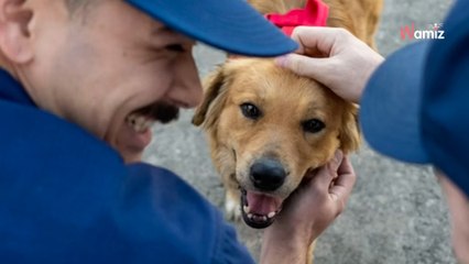 Una perrita hallada en un container de un puerto guarda un secreto más oscuro todavía