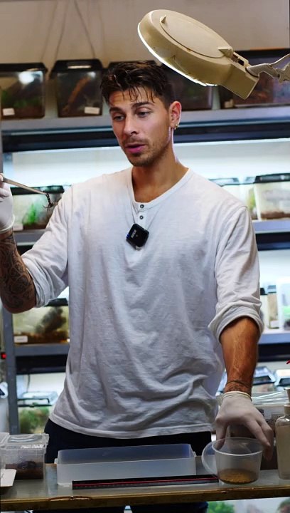 Les scorpions : Petits mais puissants ?