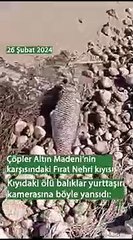 İliç faciasının ardından Fırat Nehri'nde 'ölü balıklar görüldü' iddiası