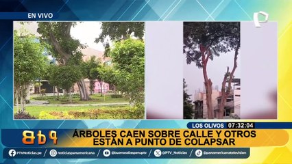 Temen que árboles colapsen en Los Olivos: denuncia falta de mantenimiento en parque León Velarde