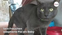 Plötzlich kommt die Katze mit einem Zettel am Halsband nach Hause: Die Überraschung ist perfekt!