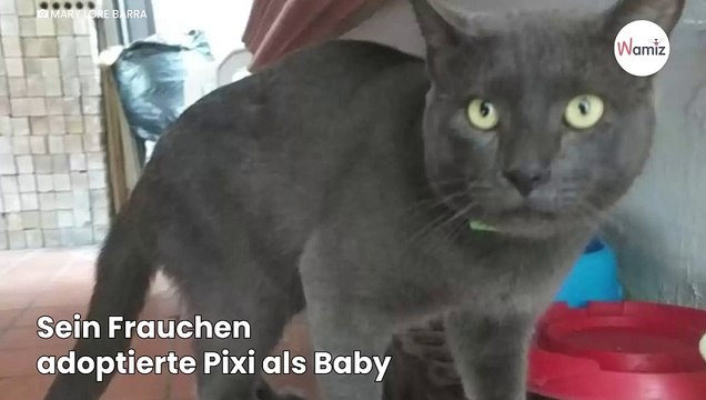 Plötzlich kommt die Katze mit einem Zettel am Halsband nach Hause: Die Überraschung ist perfekt!