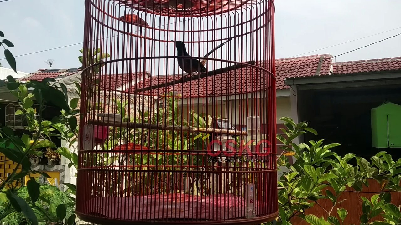 Ini Hal Hal Yang Merusak Murai Batu Kita