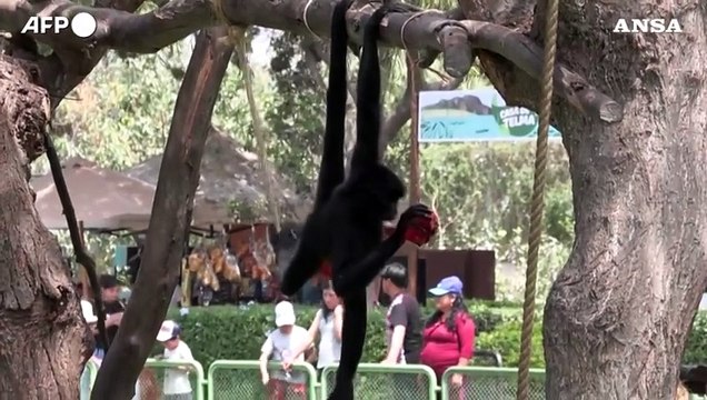 Peru', gli animali dello zoo di Lima mangiano frutta congelata contro il caldo