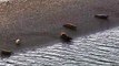 Seals at Langstone Harbour - video by Marcin Jedrysiak