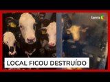 Vacas são flagradas 'relaxando' em sofá após invadirem casa de produtor rural na Inglaterra