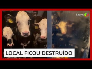 Vacas são flagradas 'relaxando' em sofá após invadirem casa de produtor rural na Inglaterra