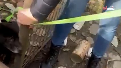 Ten kundelek spędził całe życie w uwięzieniu. Jego radość na widok człowieka wzrusza do łez (video)