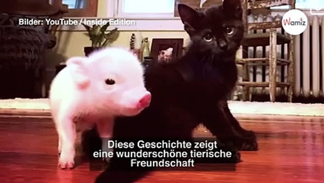 Schweinchen sieht ein krankes Kätzchen: Ein Disney-Film könnte nicht schöner sein!