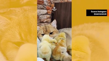 Melkein suloinen video: