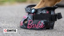 Shoe artist makes custom trainers and Crocs - for horses