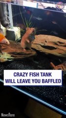 Crazy optical illusion leaves people baffled