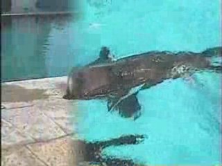 Marineland à antibes