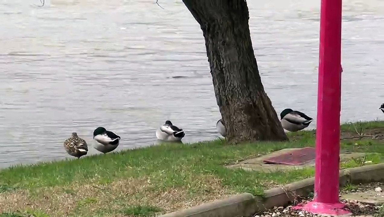 Desbordamiento del río Ebro a su paso por Miranda de Ebro en Burgos