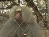 Petey, Hamadryas Baboon