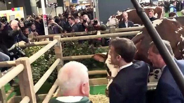 Au Salon de lagriculture, Macron rend visite à la vache Oreillette AFP Images