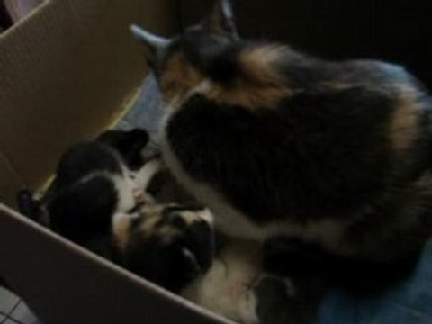 Vidéo des petits chatons de Papillon et de Blanco