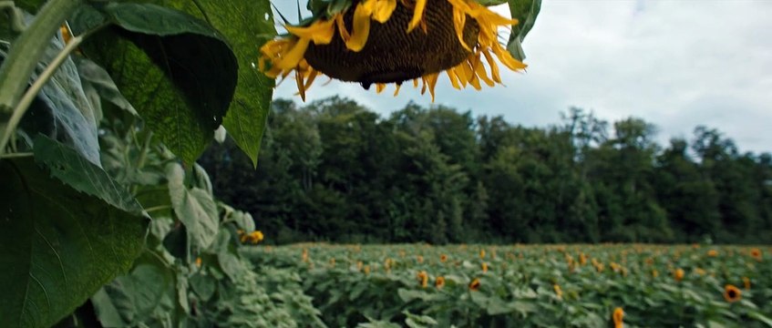 Watch Pet Sematary- Bloodlines (2023) Full Movie For Free