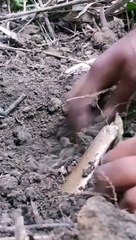 Underground  gold teeth  #treasurefind #satisfying #foryou #shorts