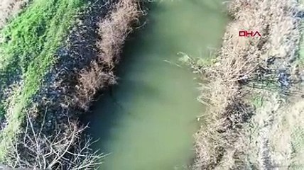 Sayıları giderek artıyor! Edirne’de 3 nilüfer türünü yok ettiler…