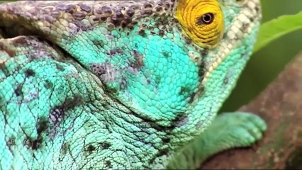 Madagascar: La Isla Solitaria – Tesoros Naturales y Cultura Única