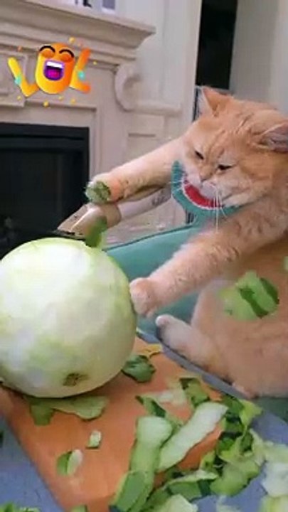 Weird cat acts like a totally insane psychopath *Hilarious Cat Antics