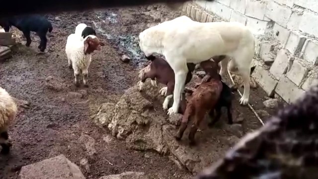 Çoban köpeği oğlakları emzirdi annelik yaptı