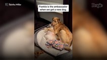 Friendly Dog Acts as 'Ambassador' to New Puppy by Offering Copious Cuddles — Watch!