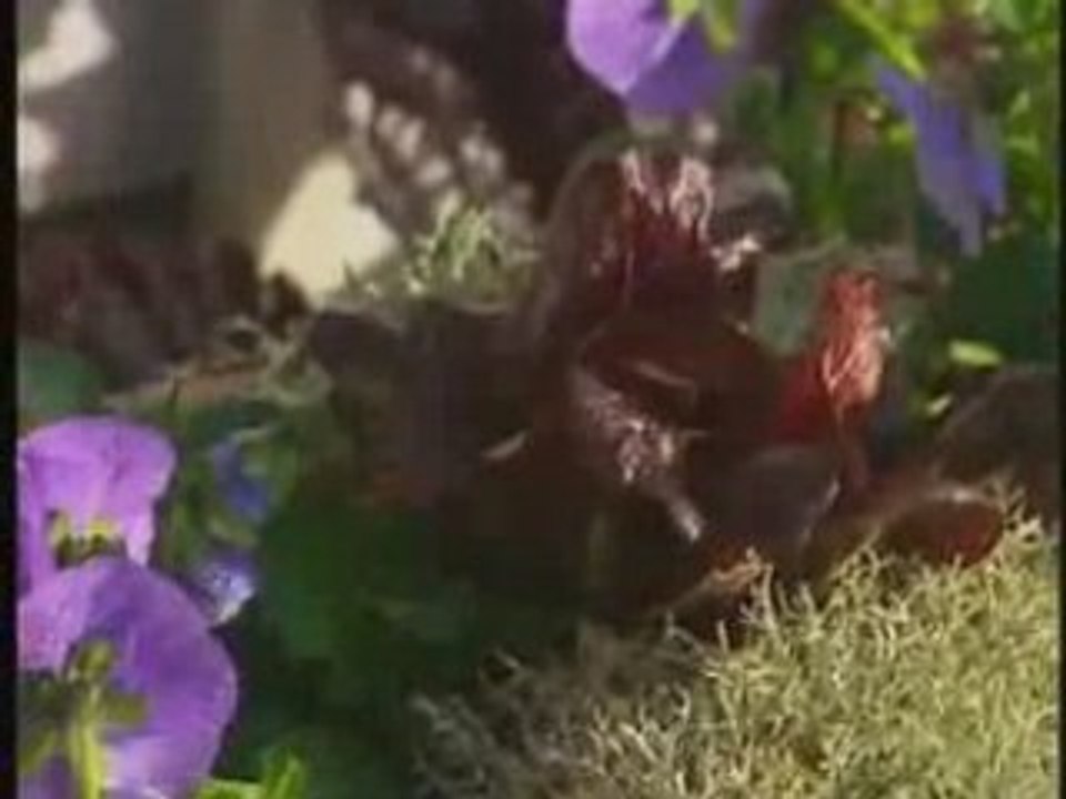 Un potager rouge